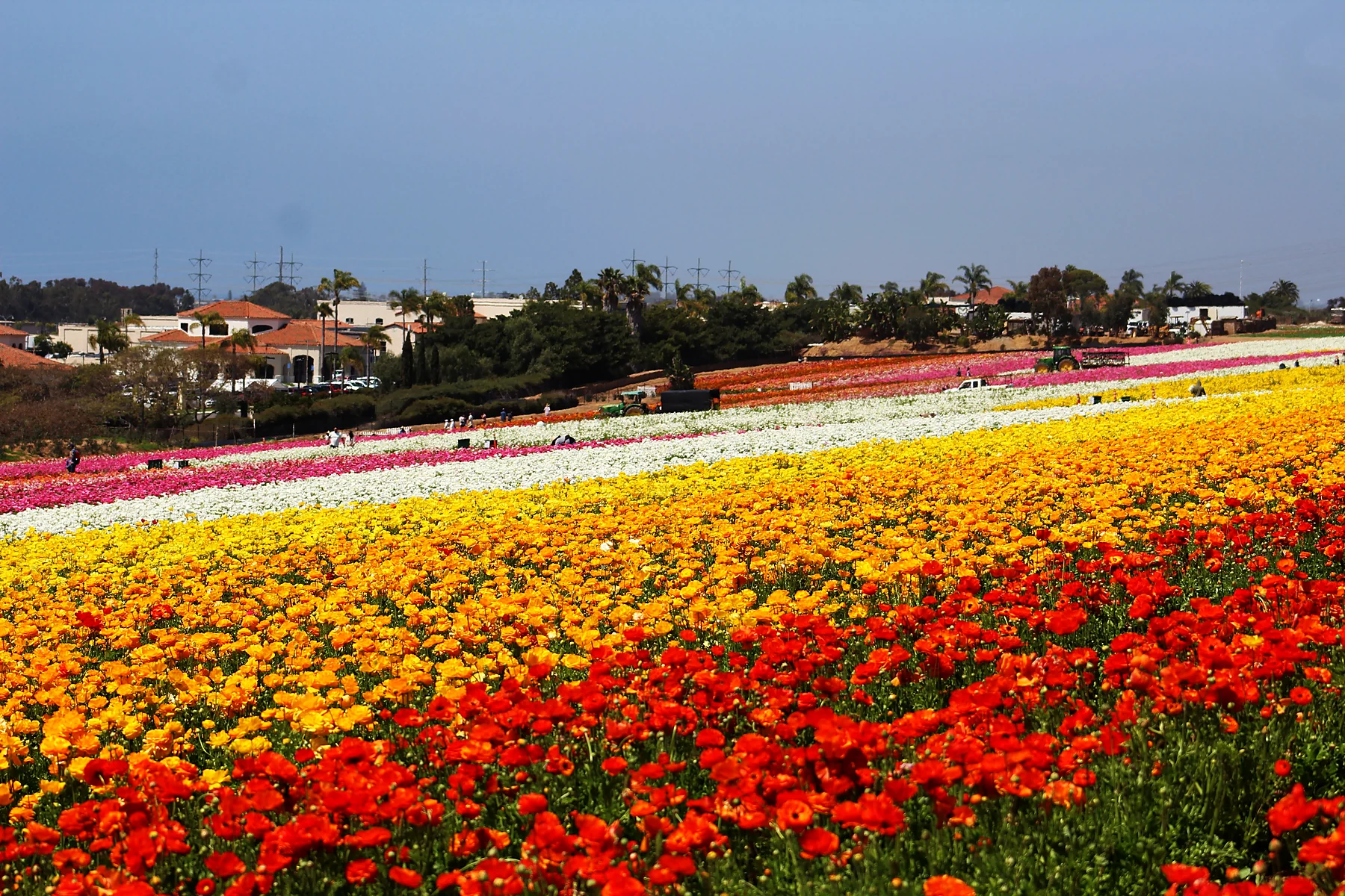 The Flower Fields at Carlsbad Ranch representing Carlsbad, California