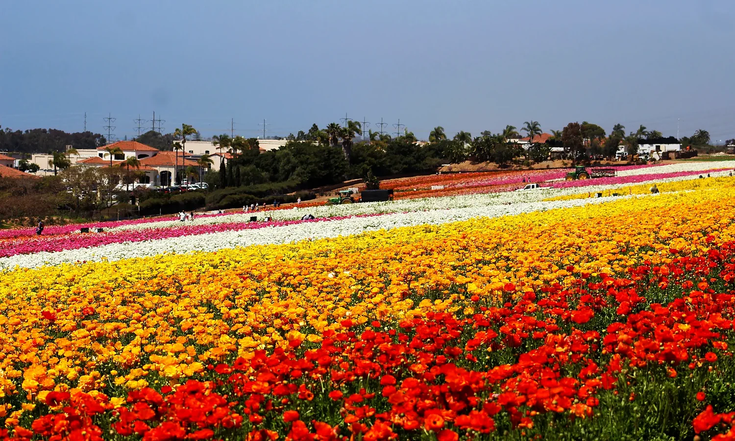 The Flower Fields at Carlsbad Ranch in Carlsbad, California