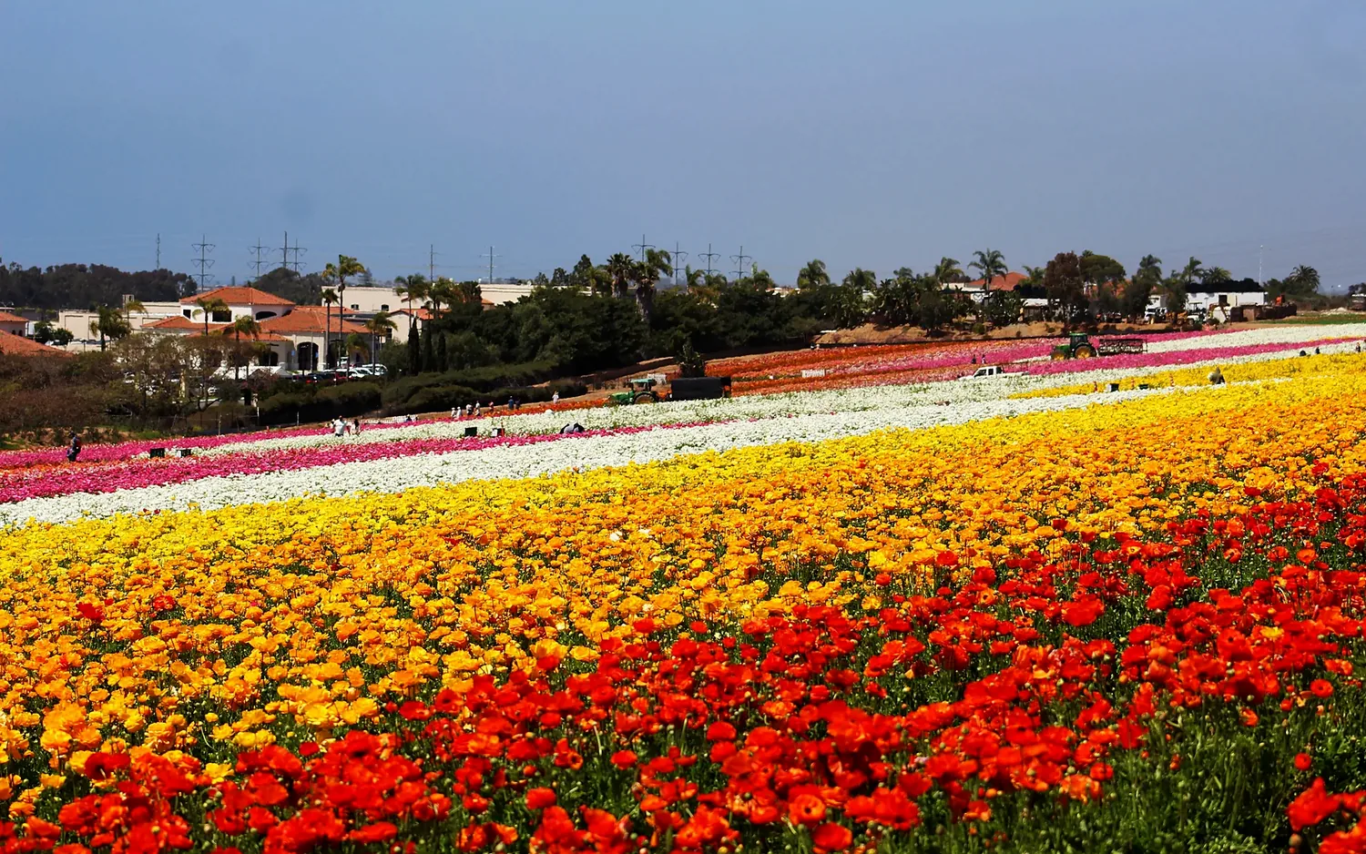 The Flower Fields at Carlsbad Ranch in Carlsbad California