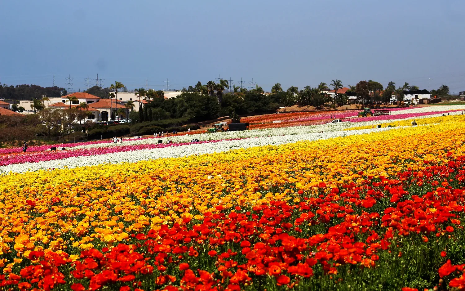 The Flower Fields at Carlsbad Ranch in Carlsbad California